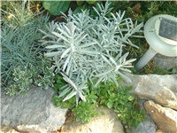 994df6b0-Picture 275.jpg